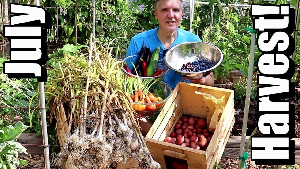 How to Harvest Garlic in July: Timing is Everything