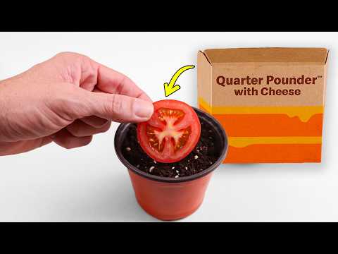 Growing Tomatoes from Hybrid Seeds: McDonald's Quarter Pounder