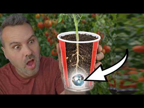 How to Start Tomato Seeds Indoors for Stronger Plants