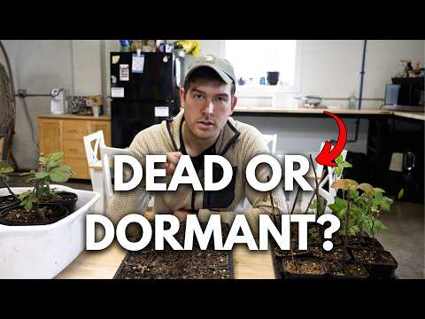 Buying Plants at Big Box Stores: Quality Issues Exposed