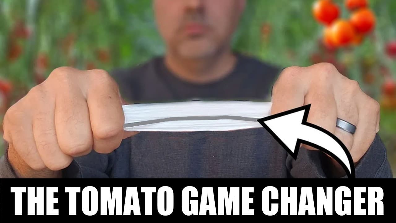 Single Stem Tomato Trellising Method: Grow 500 Tomatoes