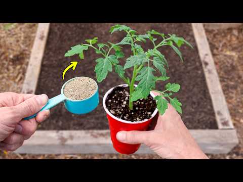 Blossom End Rot Tomatoes: Prevent It With Proper Watering