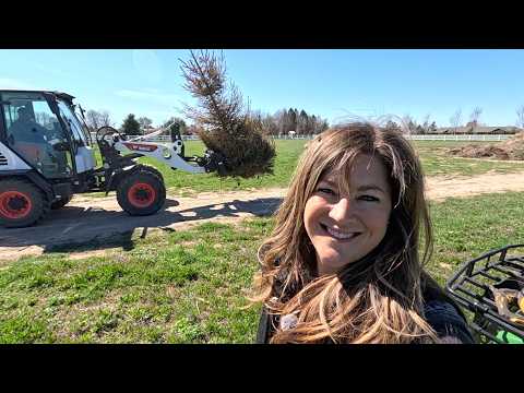 How to Plant Weeping Blue Spruce Trees: Garden Answer's Guide